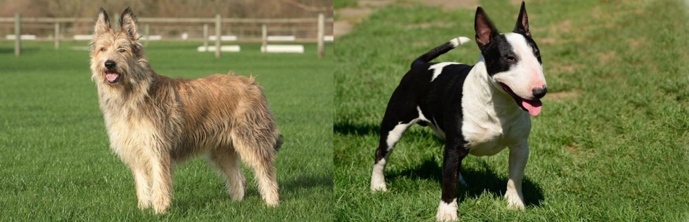 Bull Terrier Miniature vs Berger Picard - Breed Comparison