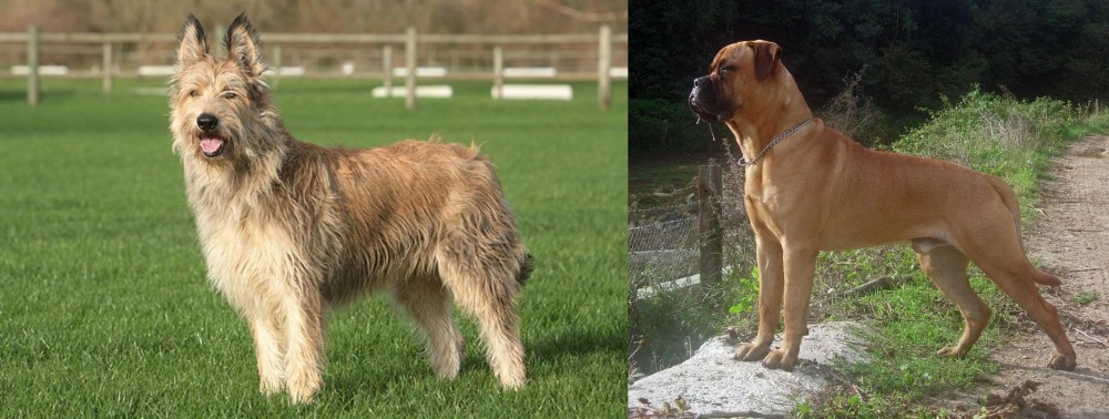 Bullmastiff vs Berger Picard - Breed Comparison