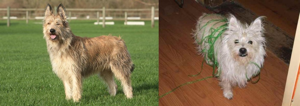 Cairland Terrier vs Berger Picard - Breed Comparison