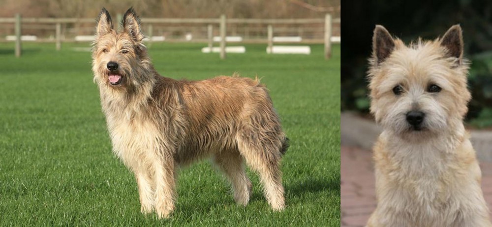 Cairn Terrier vs Berger Picard - Breed Comparison