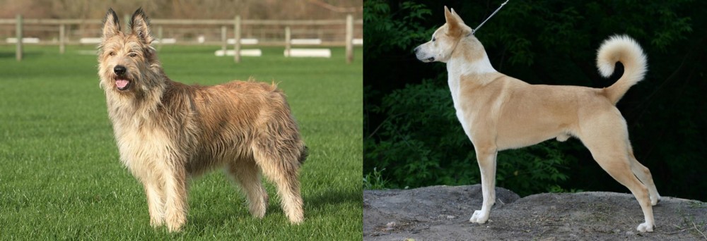 Canaan Dog vs Berger Picard - Breed Comparison