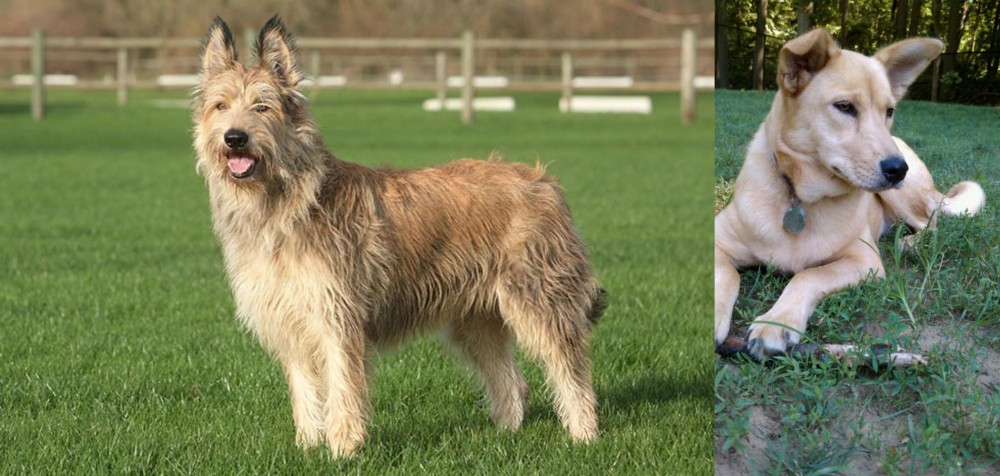 Carolina Dog vs Berger Picard - Breed Comparison