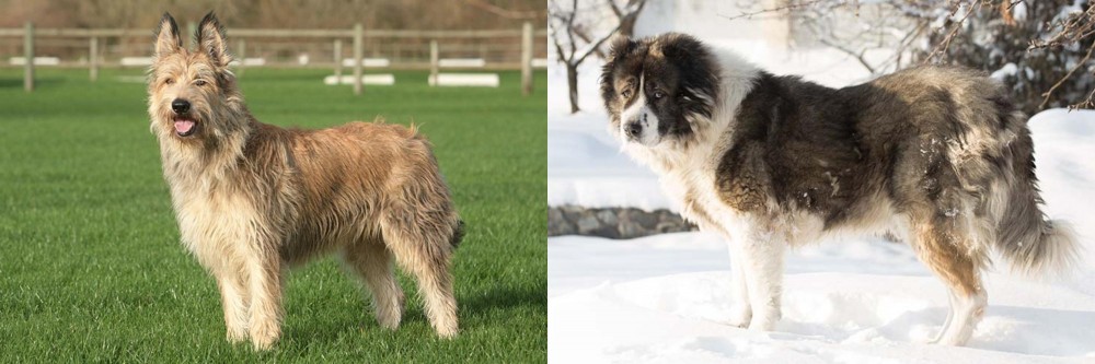 Caucasian Shepherd vs Berger Picard - Breed Comparison