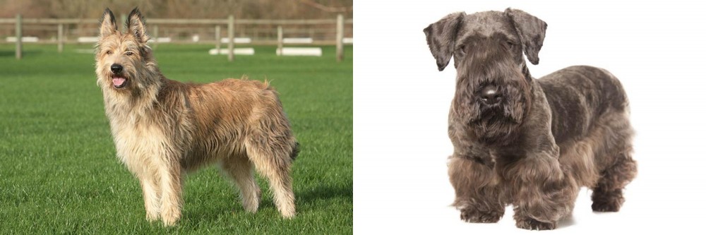 Cesky Terrier vs Berger Picard - Breed Comparison