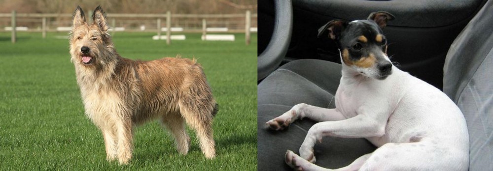 Chilean Fox Terrier vs Berger Picard - Breed Comparison