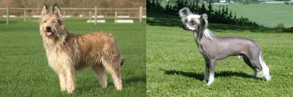 Chinese Crested Dog vs Berger Picard - Breed Comparison