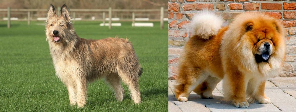 Chow Chow vs Berger Picard - Breed Comparison