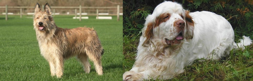 Clumber Spaniel vs Berger Picard - Breed Comparison