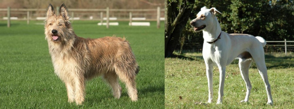 Cretan Hound vs Berger Picard - Breed Comparison