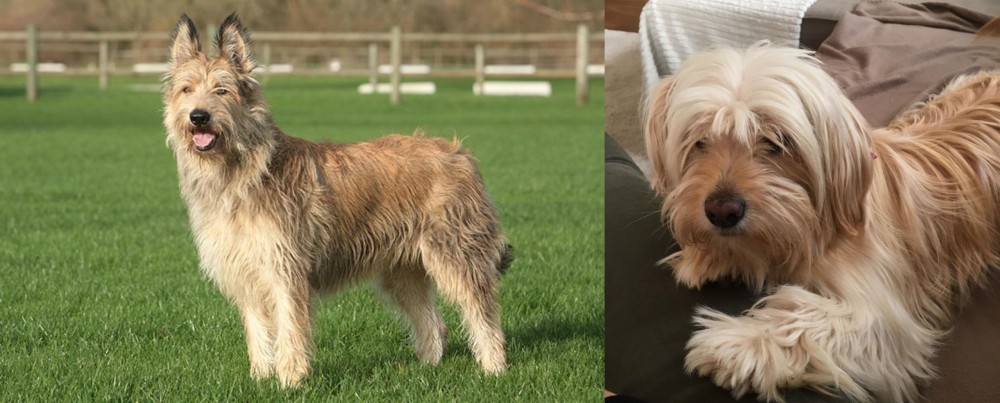Cyprus Poodle vs Berger Picard - Breed Comparison