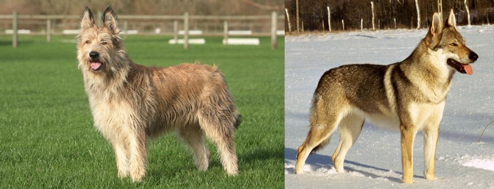 Czechoslovakian Wolfdog vs Berger Picard - Breed Comparison