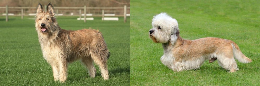 Dandie Dinmont Terrier vs Berger Picard - Breed Comparison