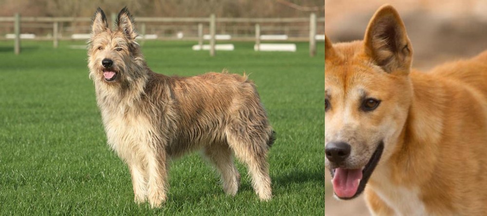 Dingo vs Berger Picard - Breed Comparison