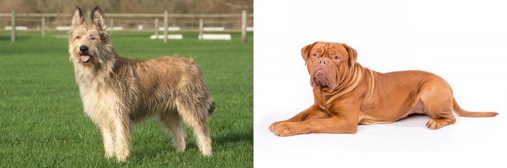 Dogue De Bordeaux vs Berger Picard - Breed Comparison
