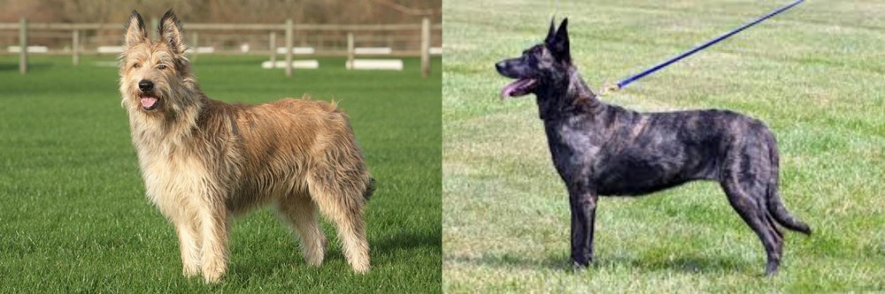 Dutch Shepherd vs Berger Picard - Breed Comparison