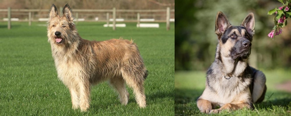 East European Shepherd vs Berger Picard - Breed Comparison