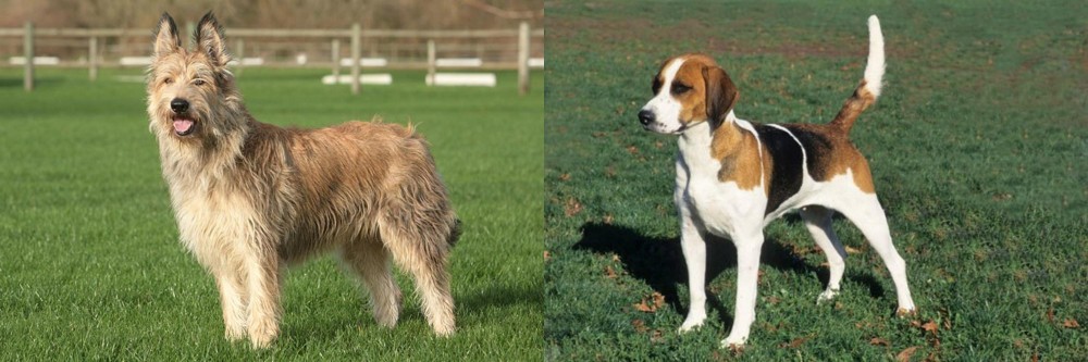 English Foxhound vs Berger Picard - Breed Comparison