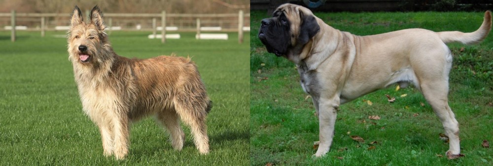 English Mastiff vs Berger Picard - Breed Comparison