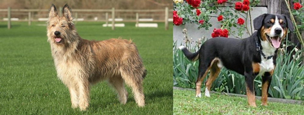 Entlebucher Mountain Dog vs Berger Picard - Breed Comparison