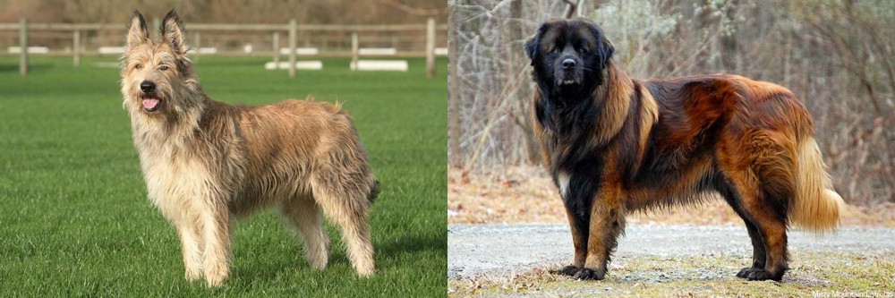 Estrela Mountain Dog vs Berger Picard - Breed Comparison