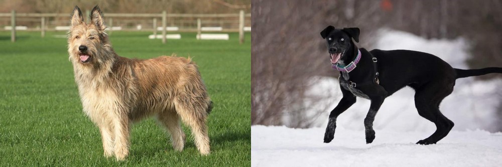Eurohound vs Berger Picard - Breed Comparison