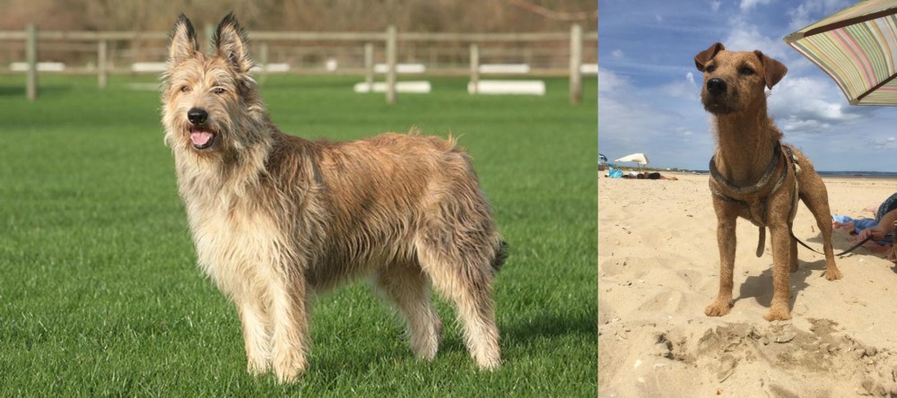 Fell Terrier vs Berger Picard - Breed Comparison