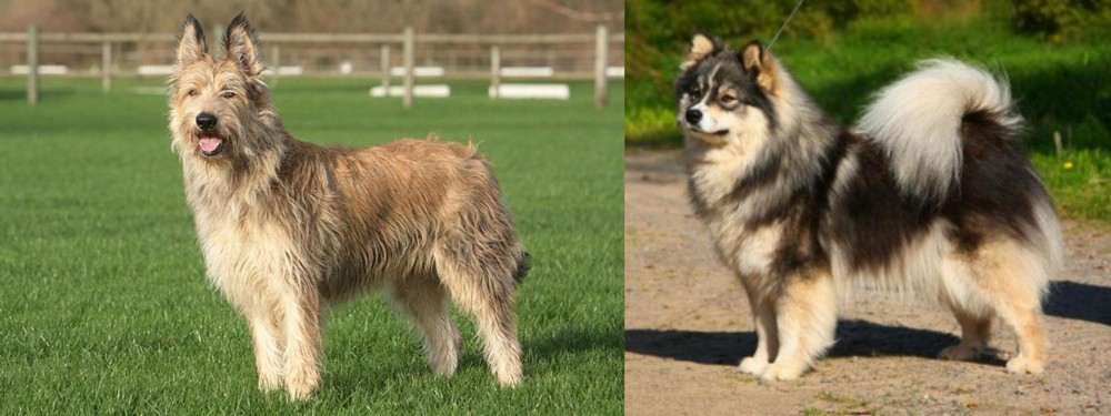 Finnish Lapphund vs Berger Picard - Breed Comparison
