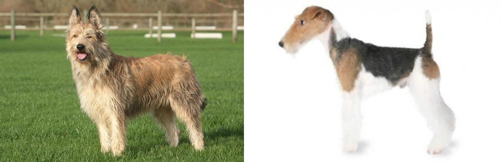 Fox Terrier vs Berger Picard - Breed Comparison