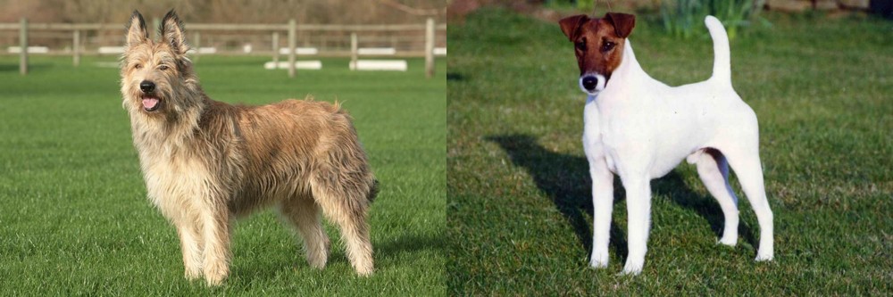 Fox Terrier (Smooth) vs Berger Picard - Breed Comparison