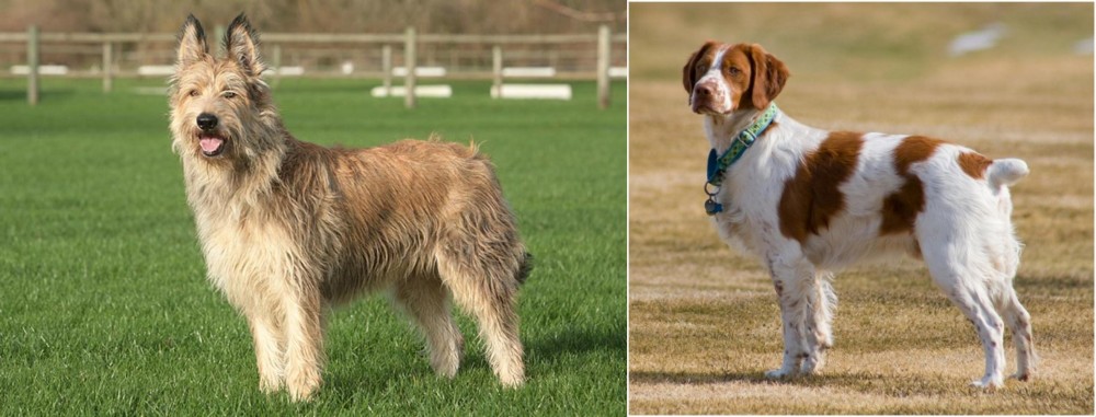 French Brittany vs Berger Picard - Breed Comparison