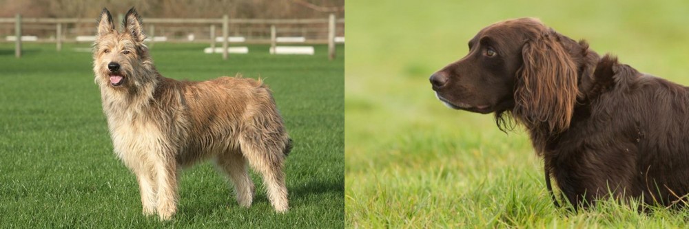 German Longhaired Pointer vs Berger Picard - Breed Comparison