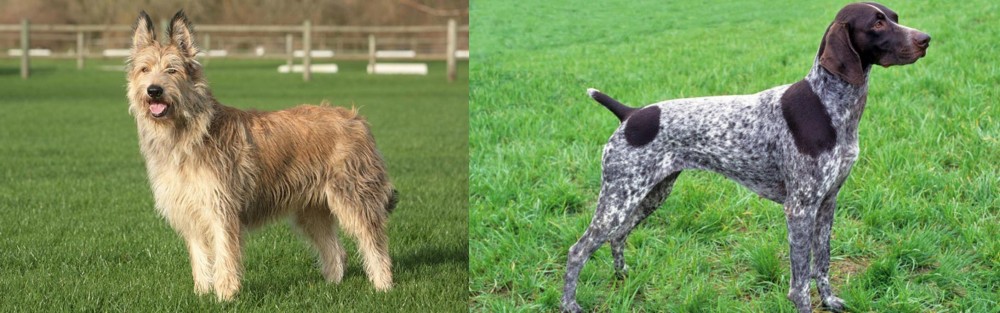German Shorthaired Pointer vs Berger Picard - Breed Comparison