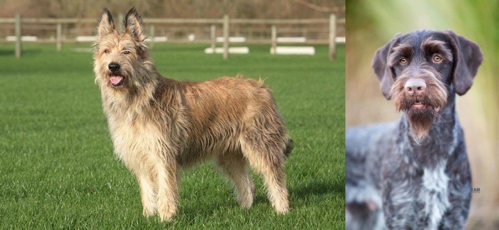 German Wirehaired Pointer vs Berger Picard - Breed Comparison