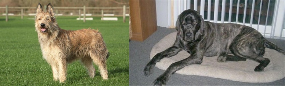 Giant Maso Mastiff vs Berger Picard - Breed Comparison