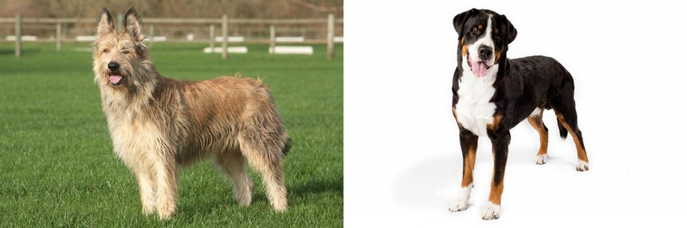 Greater Swiss Mountain Dog vs Berger Picard - Breed Comparison