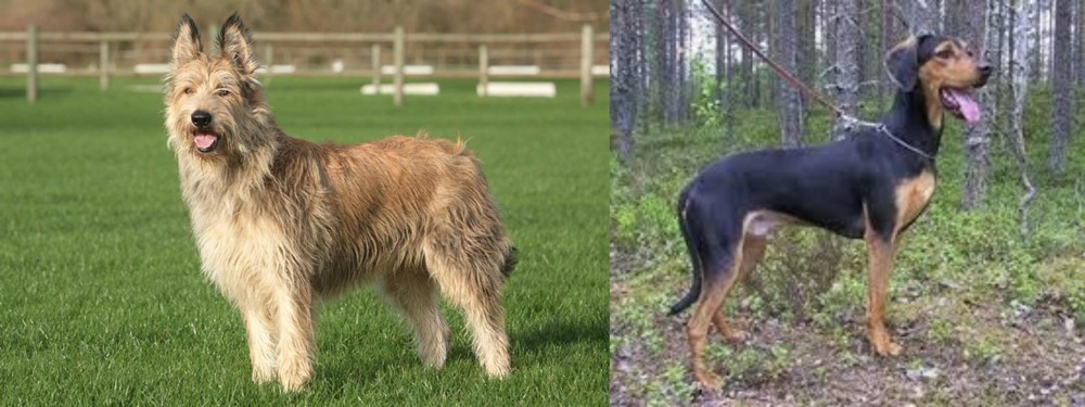 Greek Harehound vs Berger Picard - Breed Comparison