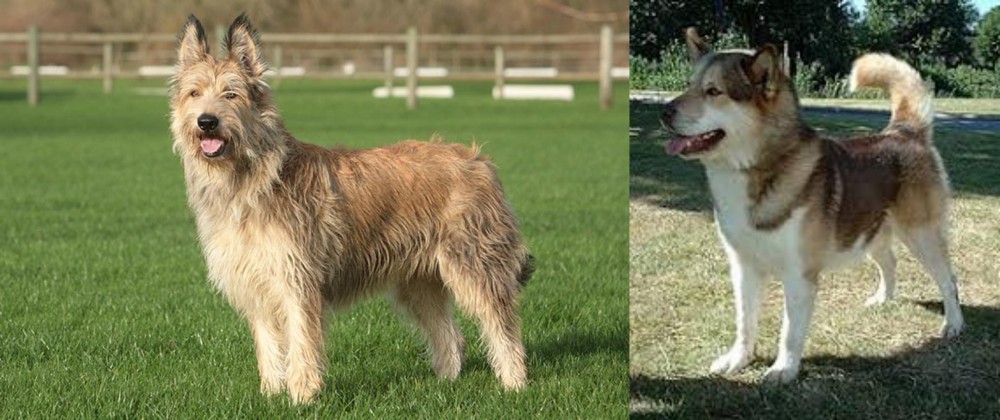 Greenland Dog vs Berger Picard - Breed Comparison