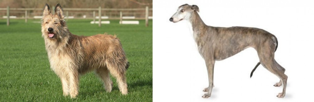 Greyhound vs Berger Picard - Breed Comparison
