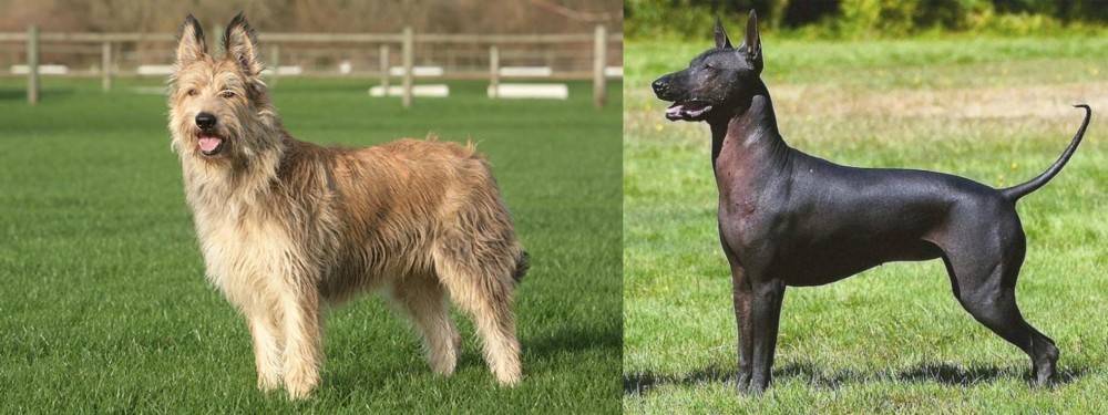 Hairless Khala vs Berger Picard - Breed Comparison