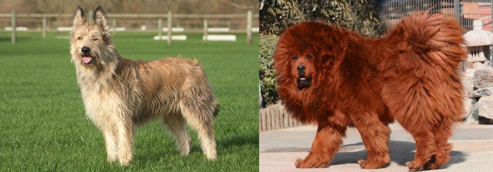Himalayan Mastiff vs Berger Picard - Breed Comparison
