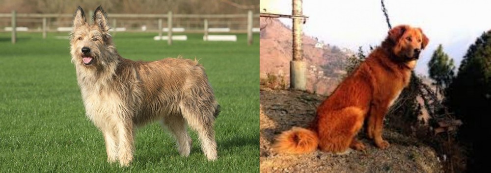 Himalayan Sheepdog vs Berger Picard - Breed Comparison