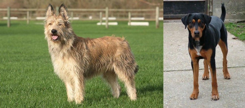Hungarian Hound vs Berger Picard - Breed Comparison