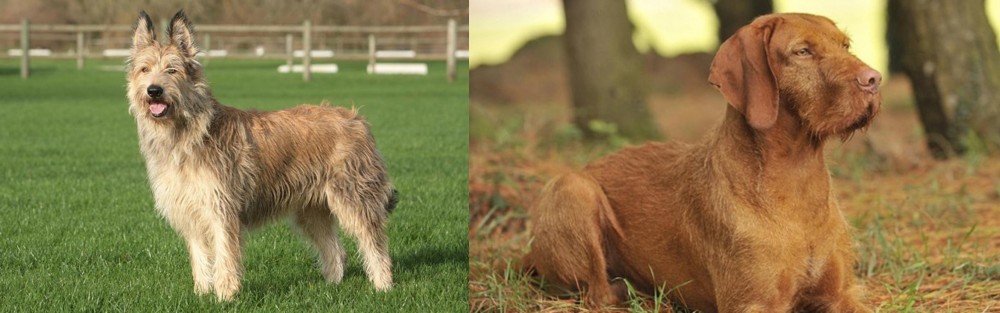 Hungarian Wirehaired Vizsla vs Berger Picard - Breed Comparison