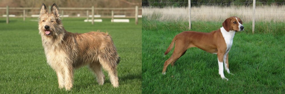 Hygenhund vs Berger Picard - Breed Comparison