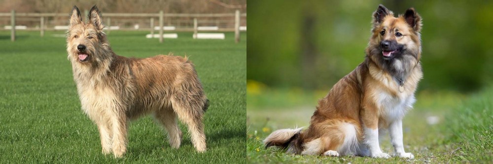 Icelandic Sheepdog vs Berger Picard - Breed Comparison