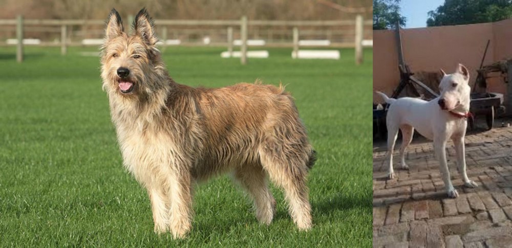 Indian Bull Terrier vs Berger Picard - Breed Comparison
