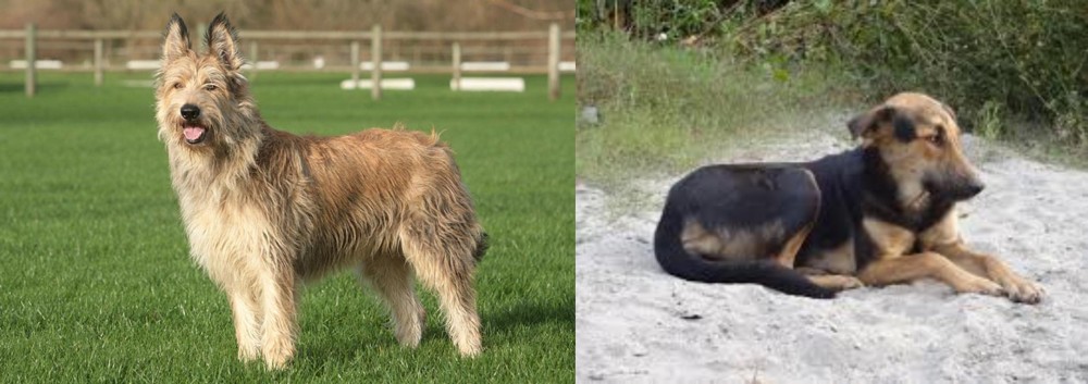 Indian Pariah Dog vs Berger Picard - Breed Comparison