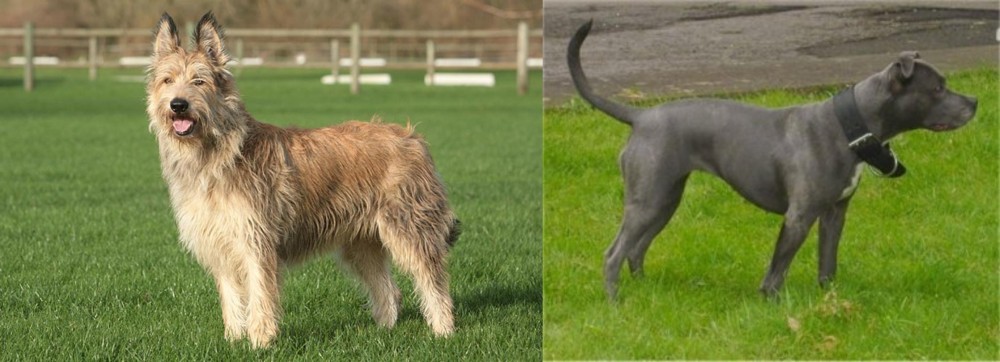 Irish Bull Terrier vs Berger Picard - Breed Comparison