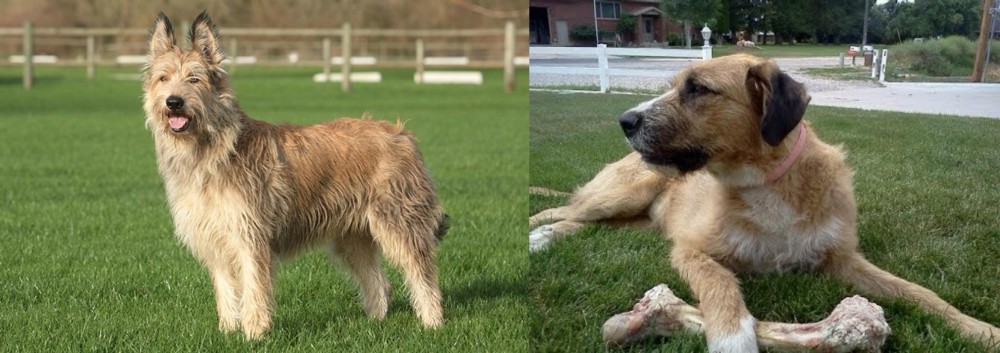 Irish Mastiff Hound vs Berger Picard - Breed Comparison