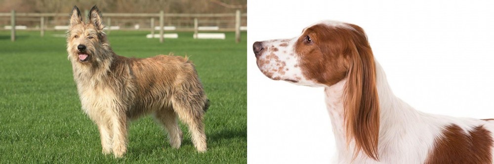 Irish Red and White Setter vs Berger Picard - Breed Comparison